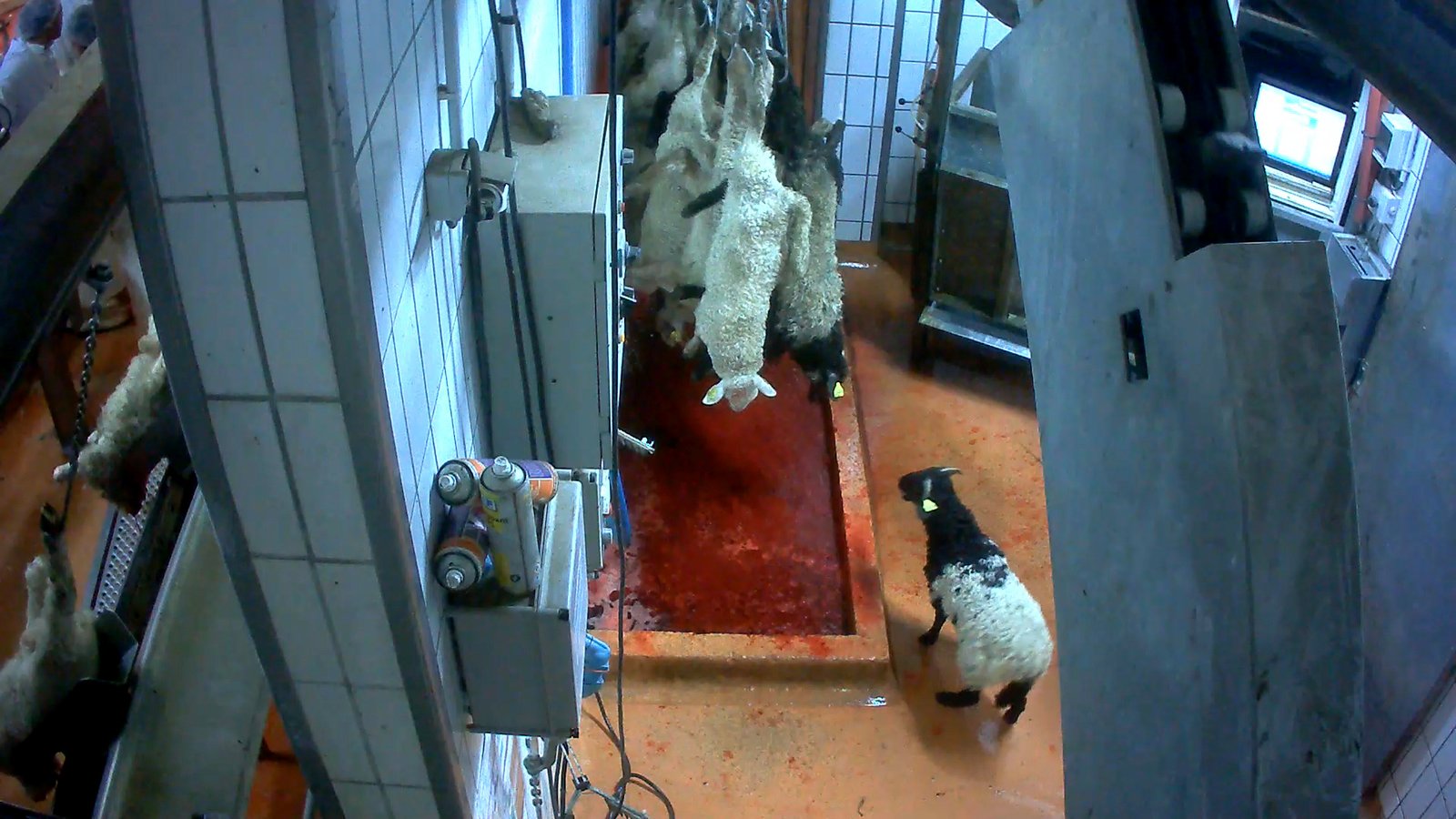 Agneaux chaine abattage abattoir mauleon
